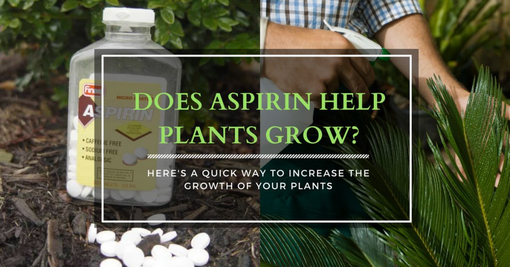 Does Aspirin Help Plants Grow