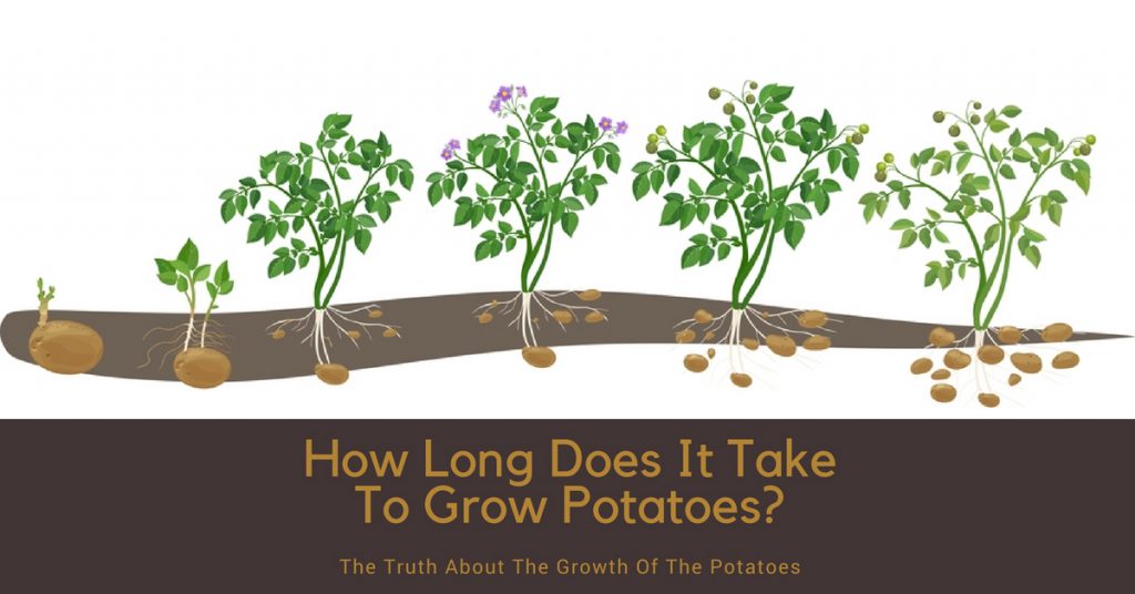 How Long Does It Take To Grow Potatoes