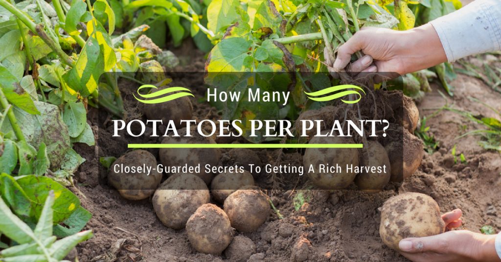 how many potatoes per plant