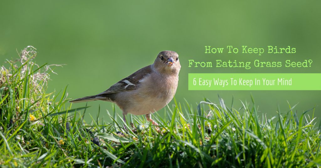 how to keep birds from eating grass seed