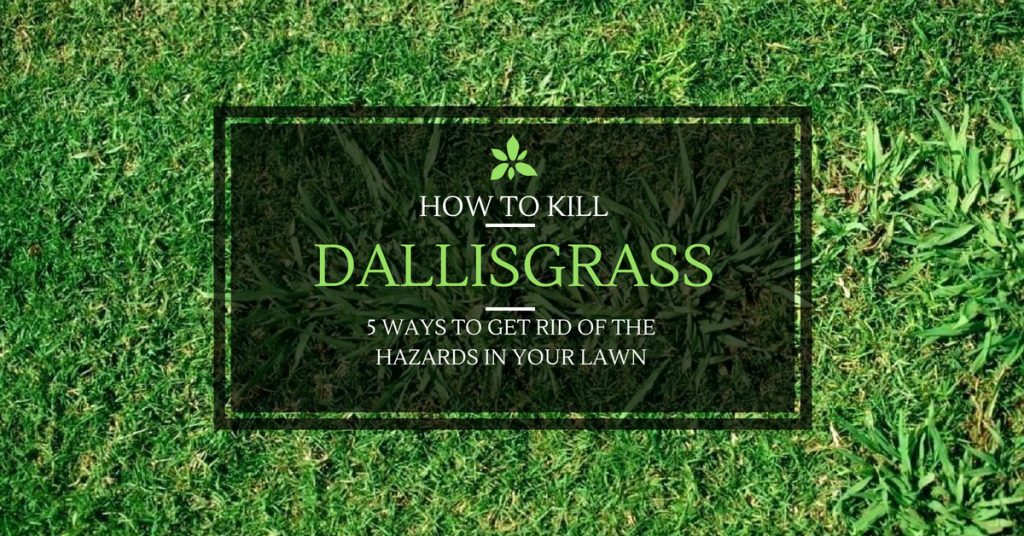 how to kill dallisgrass