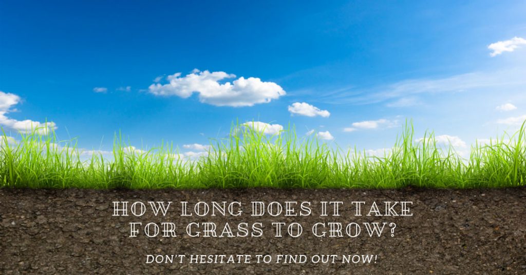 how long does it take for grass to grow