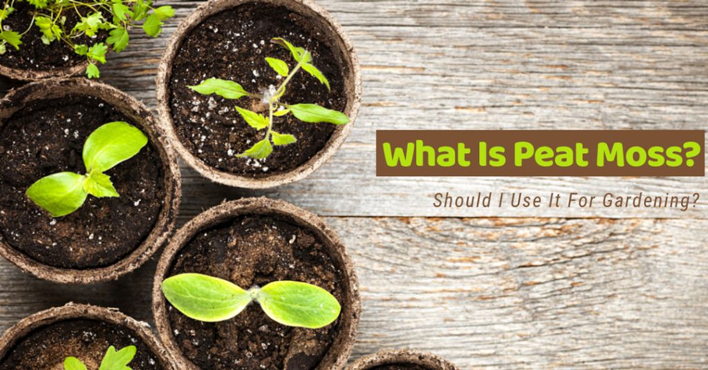 Peat Moss