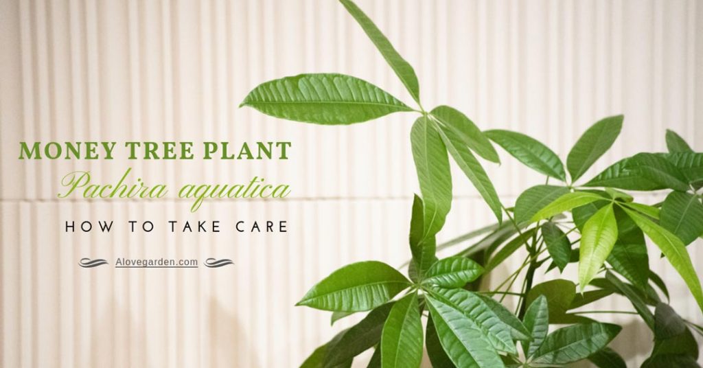 Money Tree Plant Pachira aquatica