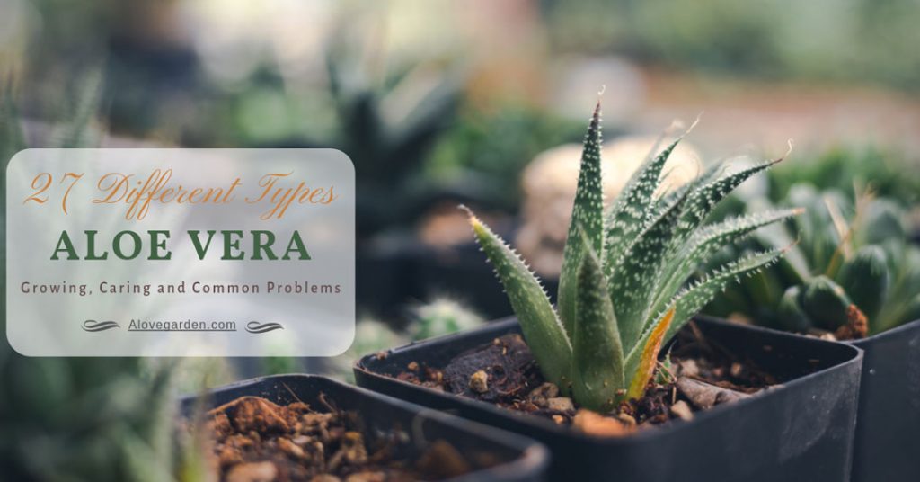 Aloe Vera