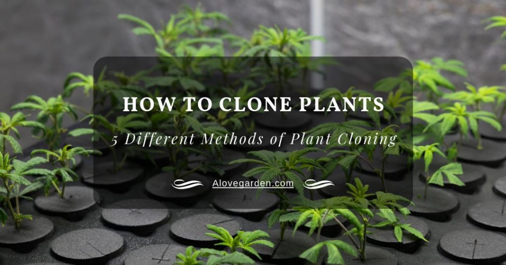 How To Clone Plants