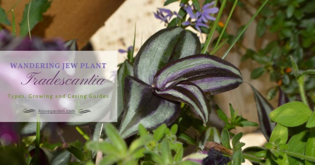 Wandering Jew Plant Tradescantia