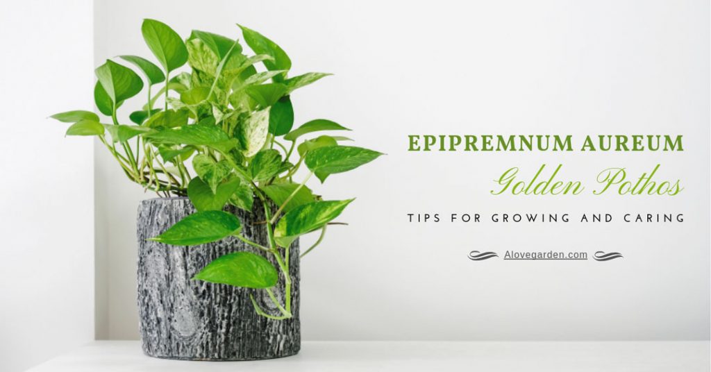 epipremnum aureum