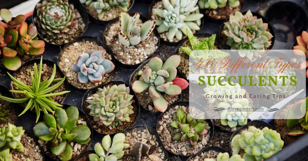 types of succulents