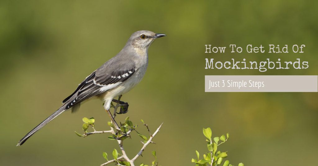 how to get rid of mockingbirds