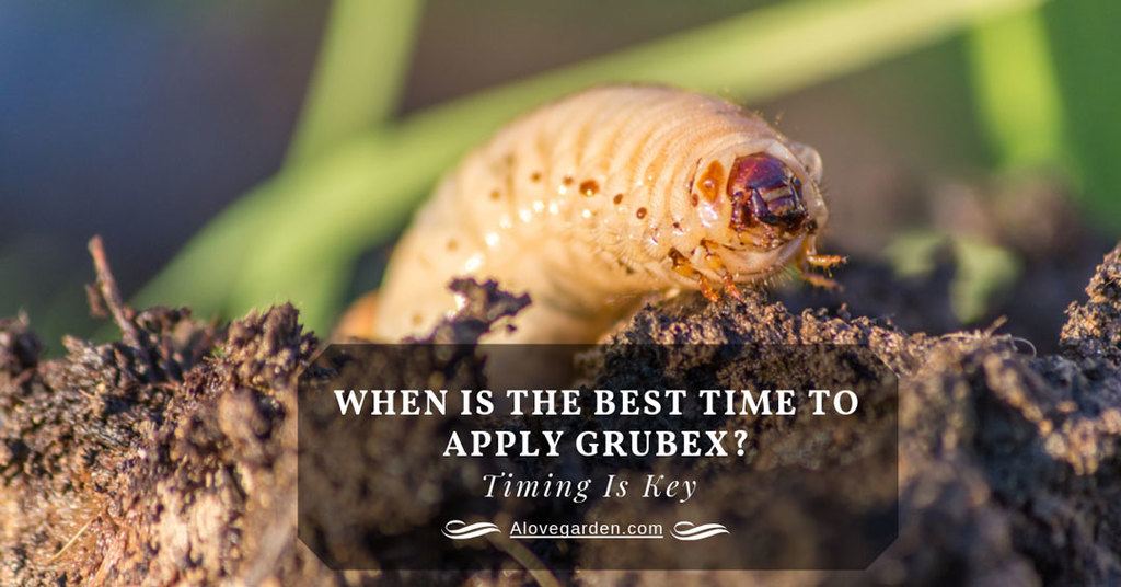when to apply grubex