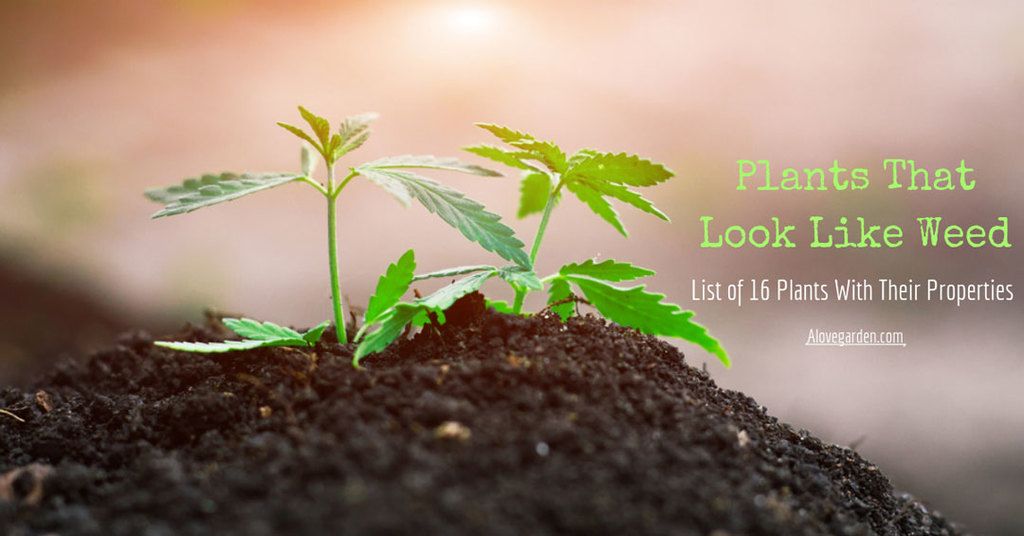 plants that look like weed