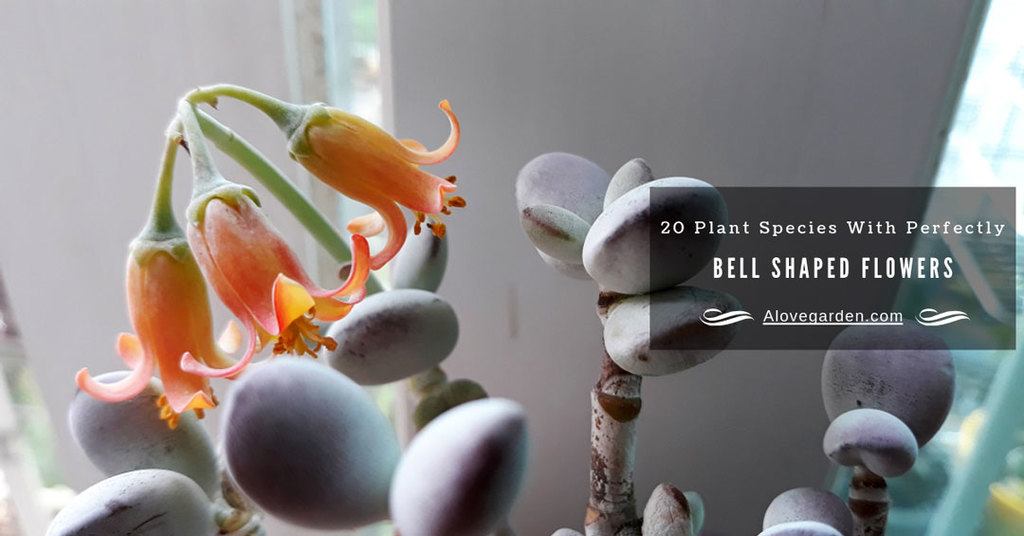 bell shaped flowers