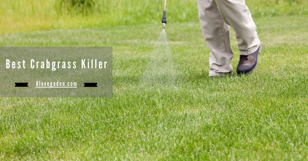 Best Crabgrass Killer