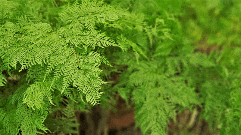 6hhJDMCmb2 rabbit foot fern