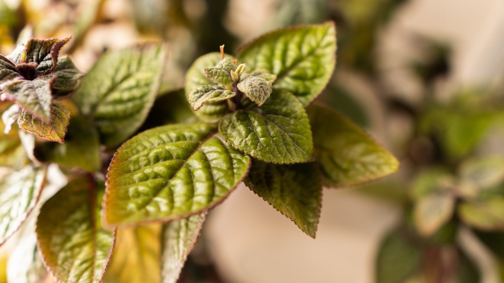 IbHN5Nqz38 Swedish ivy