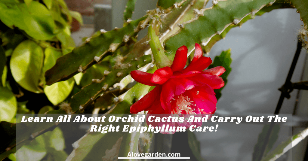 orchid cactus