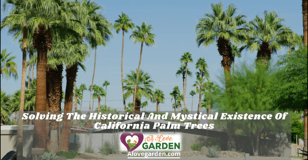 California palm trees