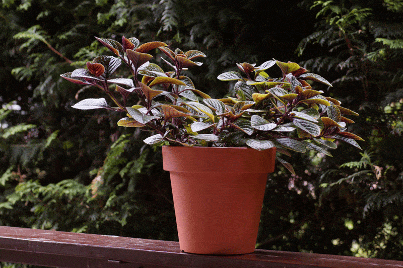 pmSGSsMGIA Swedish ivy