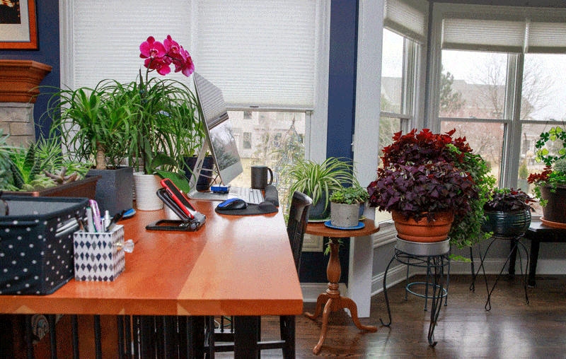 qqRoJ5MLDP shamrock plant