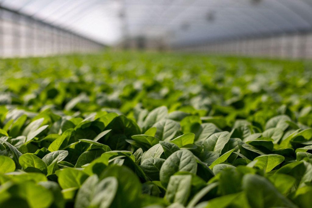 owning a greenhouse