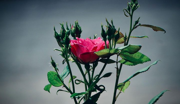 long-lasting-roses-for-your-loved-ones-a-gift-to-remember-1 long-lasting roses