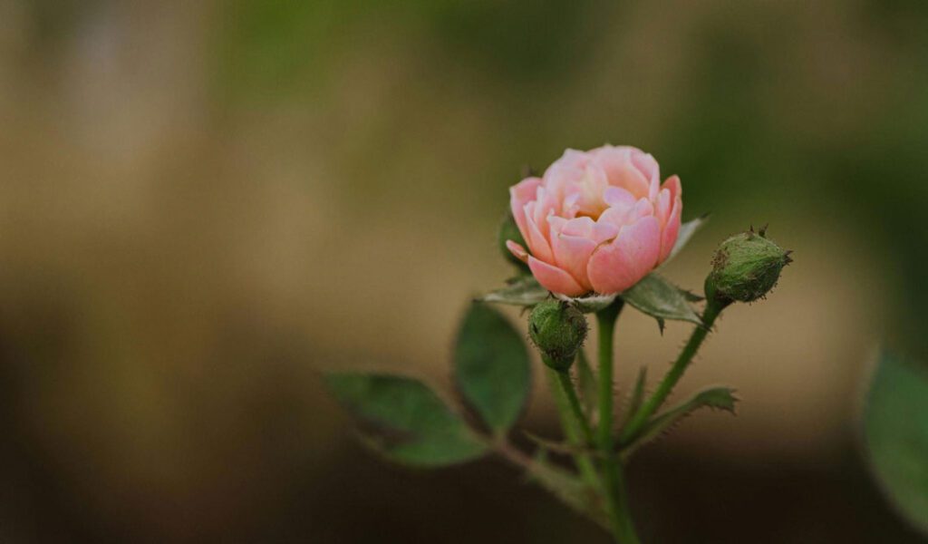 long-lasting roses