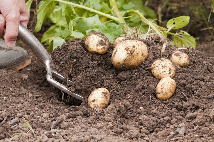 How To Harvest Potatoes