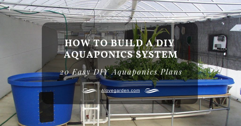 diy aquaponics