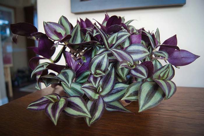 Wandering-Jew-Plant-1 Wandering Jew Plant