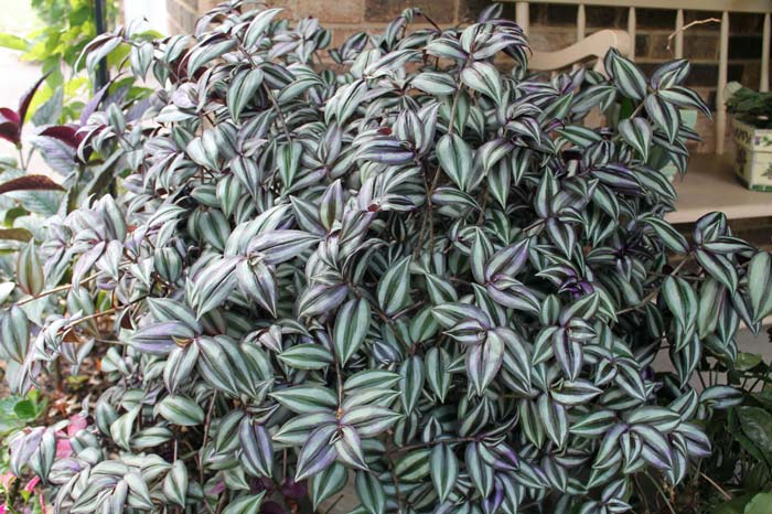 What-Is-Wandering-Jew-Plant What Is Wandering Jew Plant