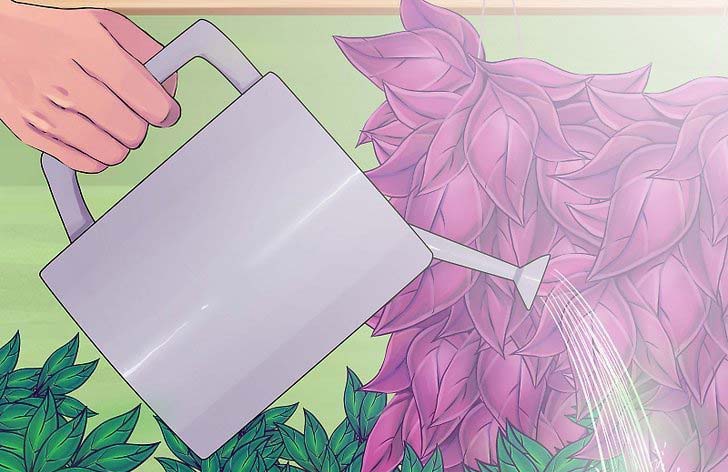 wandering-jew-plant-care-1 wandering jew plant care