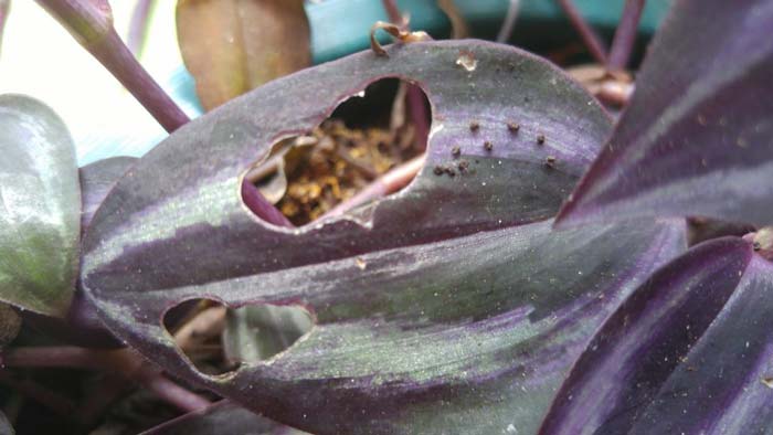 wandering-jew-plant-problems wandering jew plant problems