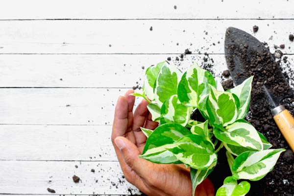 How to Grow Epipremnum Aureum