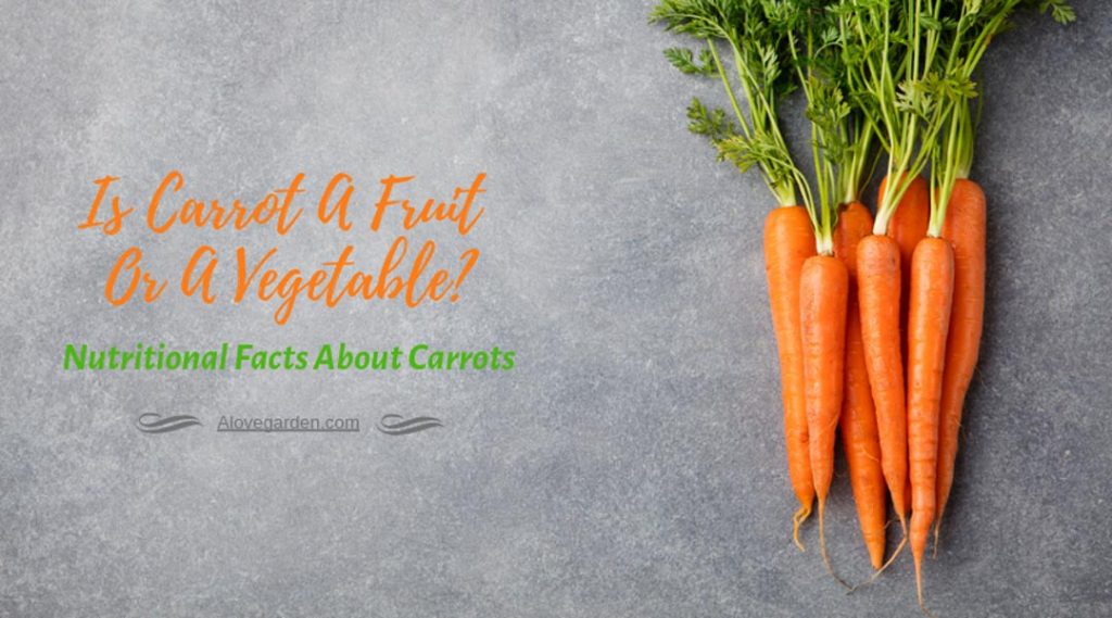Is Carrot A Fruit
