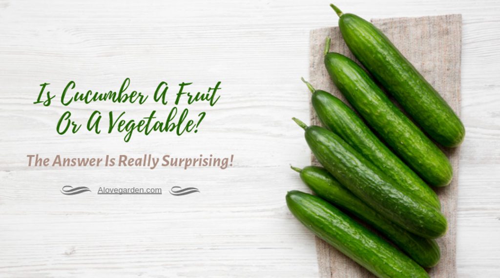 Is cucumber a fruit