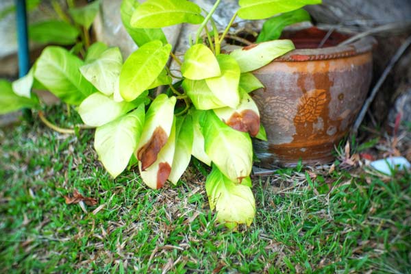 Problems and Cures of Golden Pothos