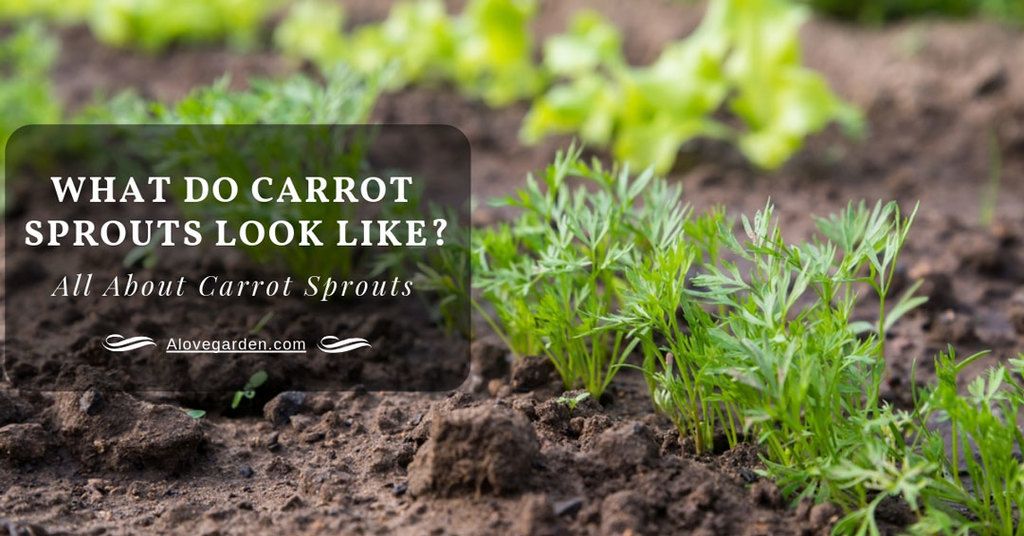 what do carrot sprouts look like