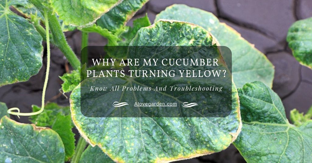 cucumber plants turning yellow