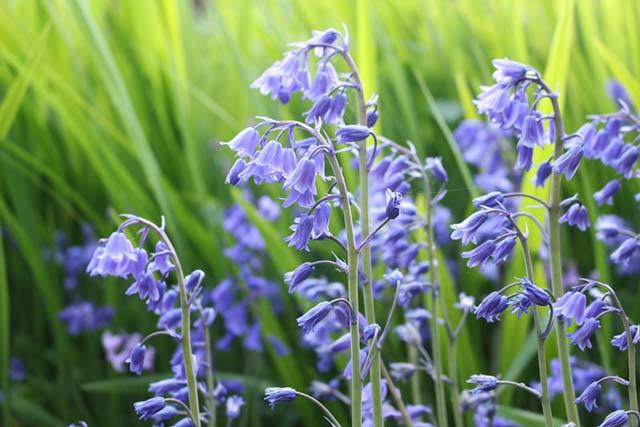 Bluebell Flowers