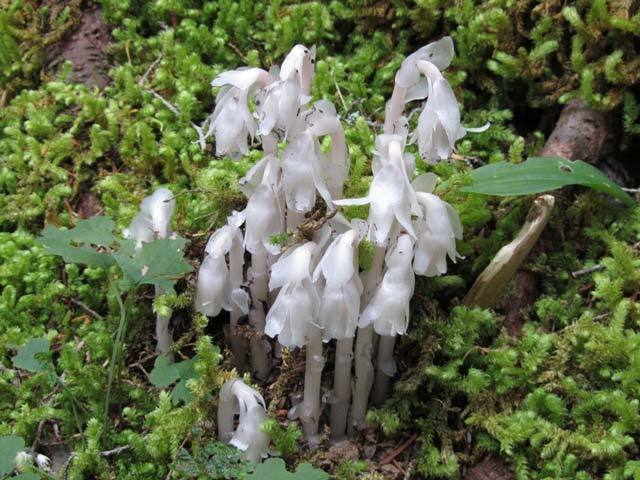Indian pipe