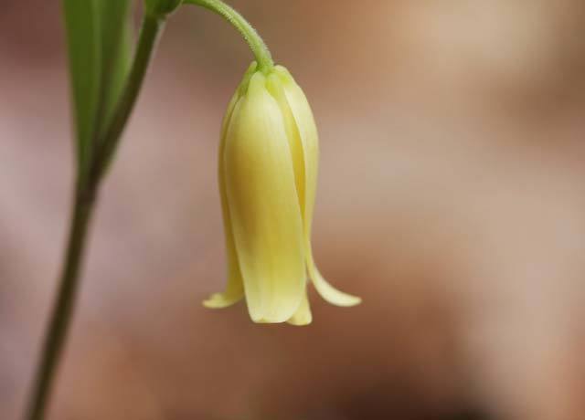 Spreading Bellwort