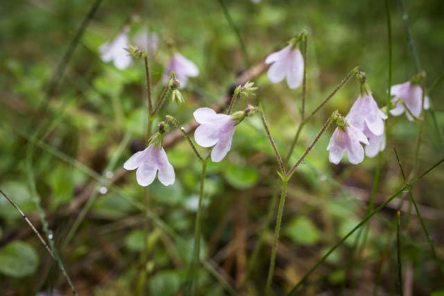 Twinflower