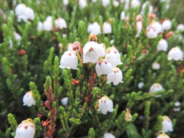 White Mountain Heather