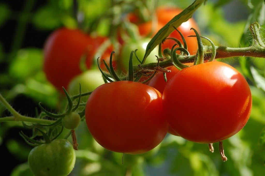 vegetable garden pest control