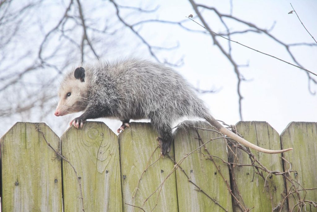get rid of possums